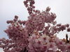 向日市内早咲きの桜「このお祭りはお見逃しなく!!」