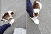 もっといてくれニャー「(ΦωΦ) 気温が上がりネコ元気 (=^・^=)　★英会話と体操のコラボ教室（堀切、お花茶屋、綾瀬、亀有、小菅）」