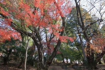 秋のモミジの紅葉　イチョウやサクラの黄葉も