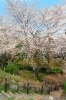 第144回 都会のオアシス 都立戸山公園に行ってみよう 新宿チビたび散歩 しんじゅくノート 新宿区