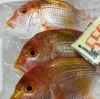 「魚魚市場鮮魚コーナーおすすめは「岩カキ・レンコ鯛・ノドグロ」です♪」