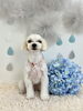 リーチくん「わんこと梅雨☔️」