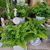 アジアンタム「【はなやホック皆生店】観葉植物たくさんあります！」