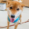 まるちゃん「今日のお友達」