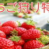 いちご狩り特集