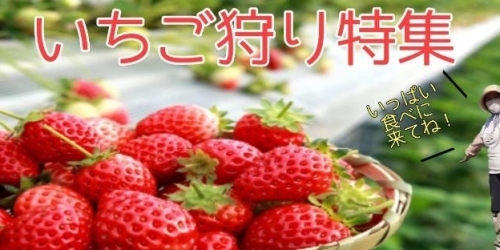 千歳市 松浦農園 いちご狩り特集 まいぷれ 千歳 恵庭 千歳市 松浦農園 いちご狩り特集 まいぷれ 千歳 恵庭