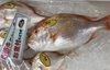 「魚魚市場鮮魚コーナーおすすめは「地タコ」です♪」