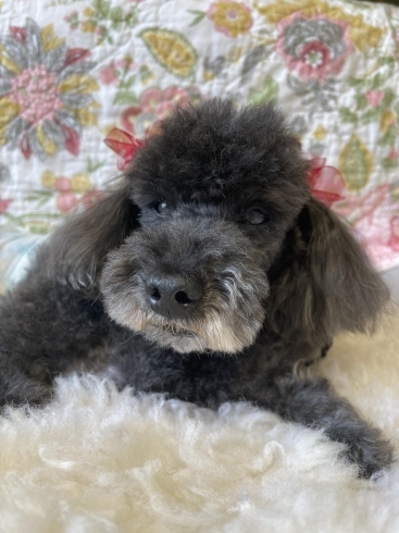 連休中の看板犬ぶーちゃんのトリミング おうちでトリミング わんちゃんの美容室 ホテル ムーンのニュース まいぷれ 小樽市 連休中の看板犬ぶーちゃんのトリミング おうちでトリミング わんちゃんの美容室 ホテル ムーンのニュース まいぷれ 小樽市
