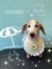 「可愛い子ちゃん♡ Dog salon mofu mofu 余市町」