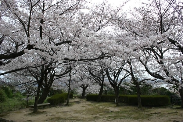 安芸郡坂町のお花見特集21 広島市安芸区 安芸郡の桜 お花見スポットならココ まいぷれ 安芸郡