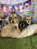 ミニチュアダックス子犬　10/4生まれ「ミニチュアダックス店頭デビュー！」