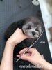 「秋のオプションキャンペーン　(*´꒳`*)」