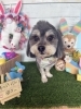 チワマル　カット「🐶ミックス、トイプードル、ペキニーズ、チワワ、トリミングのお友達🐣」