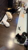 食事の様子「マンチカンのキャットシッターして来ました【札幌市北区 catbeard(ｷｬｯﾄﾋﾞﾔｰﾄﾞ)⠀】」