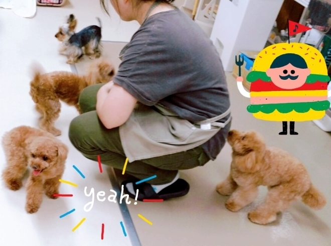 「新潟市中央区★犬の保育園♪犬の社会化わんちゃんのしつけHappyTail」