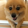 おすましキララ