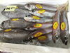 「魚魚市場鮮魚コーナーおすすめは「ゴマサバ」です♪」