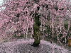 「鈴鹿の森庭園🌸」