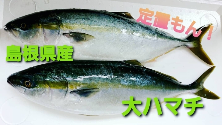 本日のお刺身 定置もん 島根県産赤ヤガラ 大ハマチ 寺津屋 仕出し 会席料理のニュース まいぷれ 松江 本日のお刺身 定置もん 島根県産赤ヤガラ 大ハマチ 寺津屋 仕出し 会席料理のニュース まいぷれ 松江