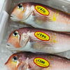 「魚魚市場鮮魚コーナーおすすめ商品は「アマダイ・レンコ鯛」です♪」