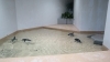 ❿フェアリーペンギン（撮影：編集部）「続・水族館「AOAO SAPPORO」に行ってきました！」