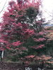 「石鎚神社の秋も深まっています（11/23撮影）」