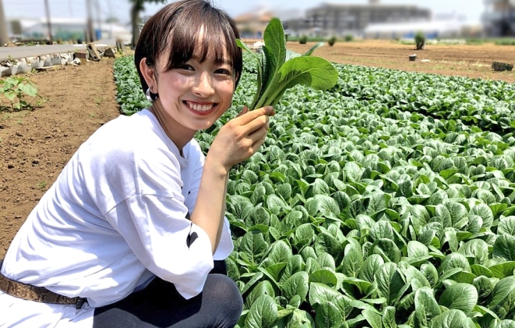 西船橋の小松菜畑に女神が舞い降りた こまつなう 開催中 ハッシュタグ投稿でプレゼントも 船橋トピックス 身近にあるニュースを日々お届け まいぷれ 船橋市 西船橋の小松菜畑に女神が舞い降りた こまつなう 開催中 ハッシュタグ投稿でプレゼントも 船橋トピックス 身近にあるニュースを日々お届け まいぷれ 船橋市