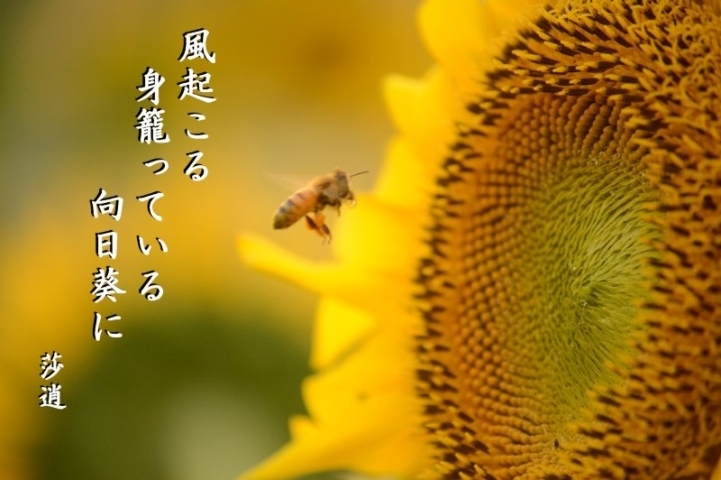 無人駅句会 8月だより まいぷれ五 七 五 まいぷれ 松山 伊予 東温 松前 砥部 無人駅句会 8月だより まいぷれ五 七 五 まいぷれ 松山 伊予 東温 松前 砥部