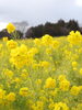 斎宮菜の花畑「斎宮　菜の花畑🌼」