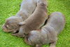 「ミニチュアダックス子犬情報」