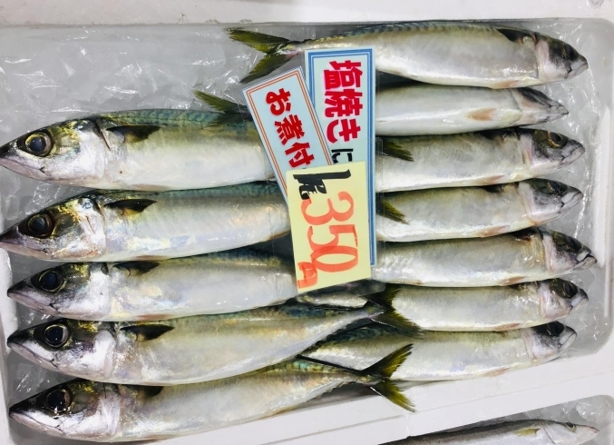 魚魚市場鮮魚コーナーおすすめは イトヨリ ヒラアジ です 魚魚の宿のニュース まいぷれ 佐世保 魚魚市場鮮魚コーナーおすすめは イトヨリ ヒラアジ です 魚魚の宿のニュース まいぷれ 佐世保