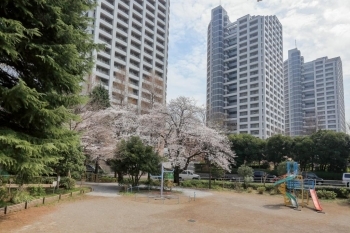 桜の季節