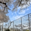 第145回　本格的な野球場のある、西戸山公園に行ってみよう