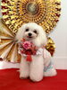 ひめくん「Happy New Year」