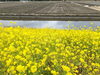 「【西条市 氷見甲】中山川河口付近の菜の花が満開！」