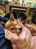 「4月29日(水) もりのきより（小樽 ゲストハウス)」