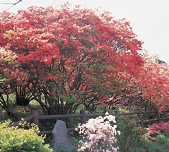 関東屈指のつつじの名所、五大尊つつじ公園。約1万株のつつじがある。4月下旬から5月上旬が見ごろ。