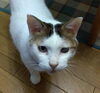 「迷いねこ探しているそうです！」