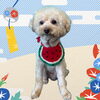 「Dog salon mofu mofu　余市町」
