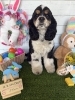 アメリカンコッカー　カット「⭐️5月の特典⭐️営業日🐶コッカー、ミックス、トリミングのお友達🌷」
