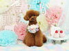「Anniversaryphoto　(*^-^*)」