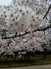 「ご入園ご入学おめでとうございます!!」