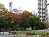 写真❹大通公園西11丁目の紅葉「身近な秋（紅葉）を訪ねて」
