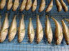 「📣本日のお魚情報🐟」