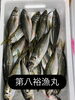 鯵「おはよう御座います」
