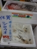 「春の風物詩　しろうお（白魚）【八千代店８２号】→八千代道の駅隣」