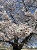 咲き誇る自然の生命力.「桜の季節ですね♪お散歩がてら薬局にもお立ち寄りください」