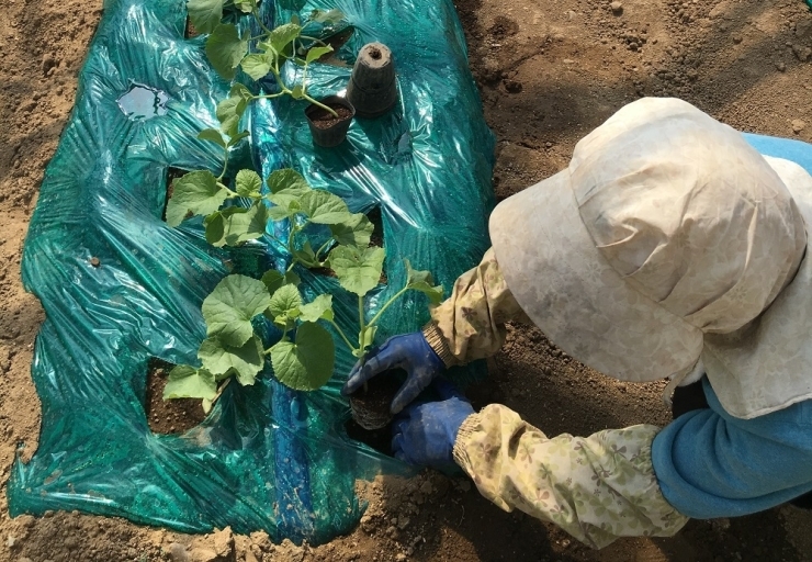 定植（苗床からハウスに植え替えること）している様子です。1株ずつ丁寧に幹が折れないように植えていきます。