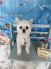「🐬7月もありがとうございました！8月のご予約受付中です🐶✂️」