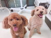 「子犬パピー・しつけ相談・犬の問題行動・新潟市HappyTail」